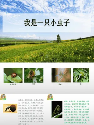 我是一只小虫子PPT课件1