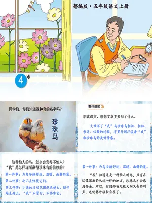 珍珠鸟PPT课件5