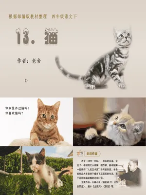 猫PPT课件6