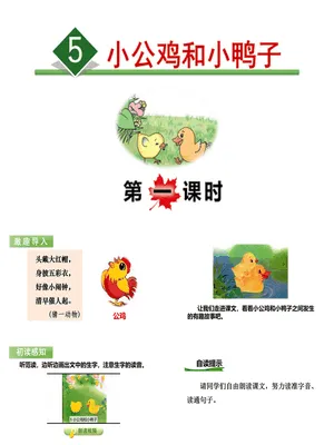 小公鸡和小鸭子PPT课件6
