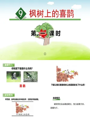 枫树上的喜鹊PPT课件8