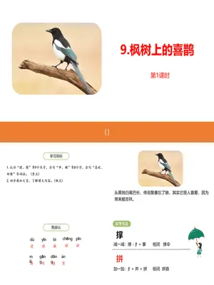 枫树上的喜鹊PPT课件6