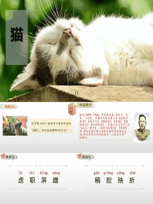 猫PPT课件2