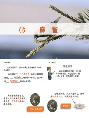 麻雀PPT课件4