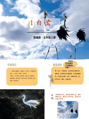 白鹭PPT课件3