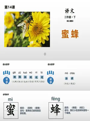蜜蜂PPT课件2