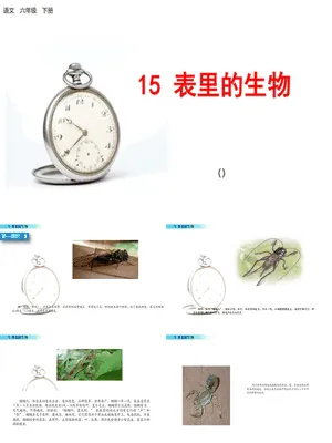 表里的生物PPT课件6