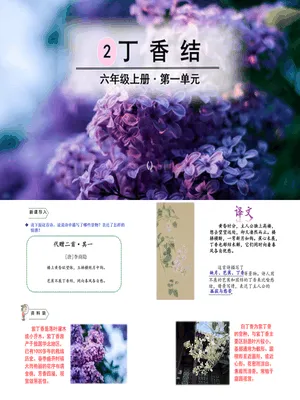 丁香结PPT课件6