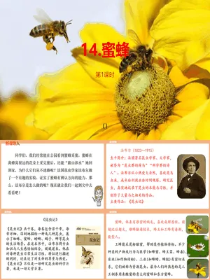 蜜蜂PPT课件5