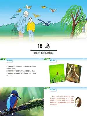 鸟PPT课件2