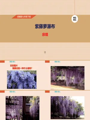 紫藤萝瀑布PPT课件6