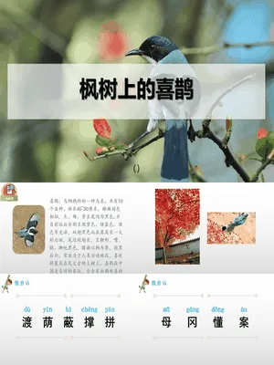 枫树上的喜鹊PPT课件1