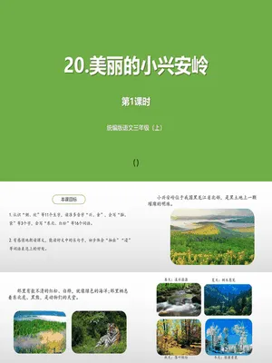 美丽的小兴安岭PPT课件8