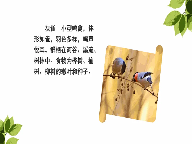 PPT内页预览